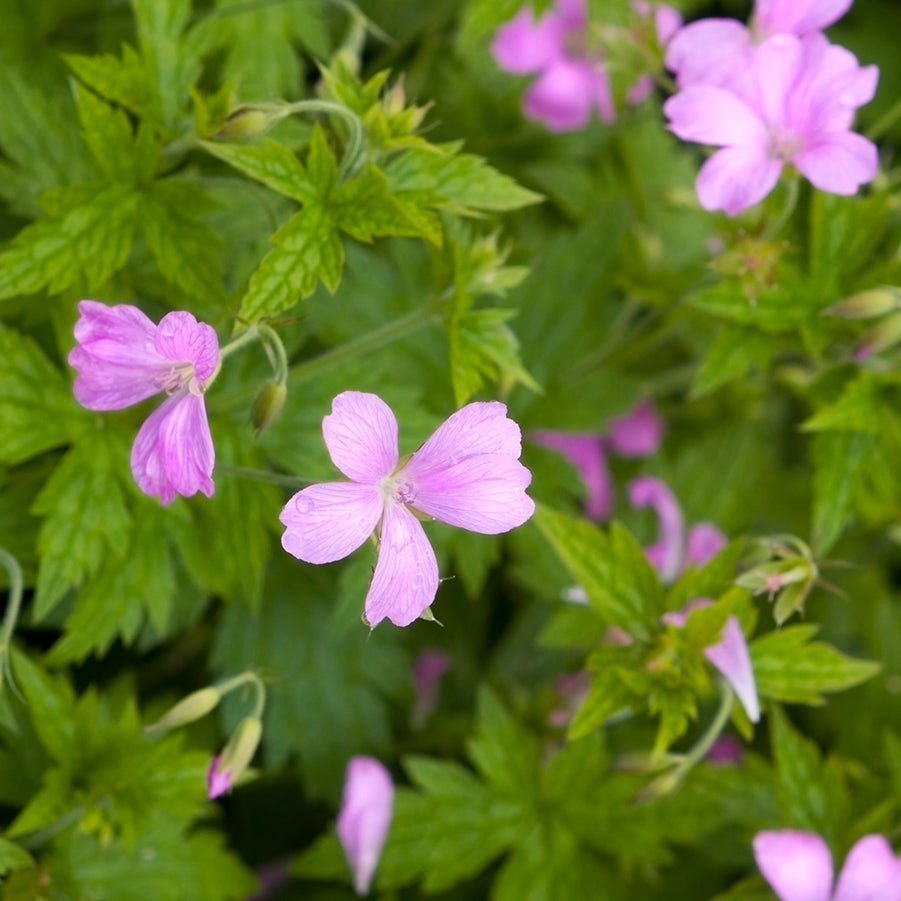 Geranium Oil
