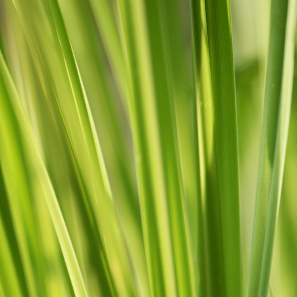 Lemongrass Oil