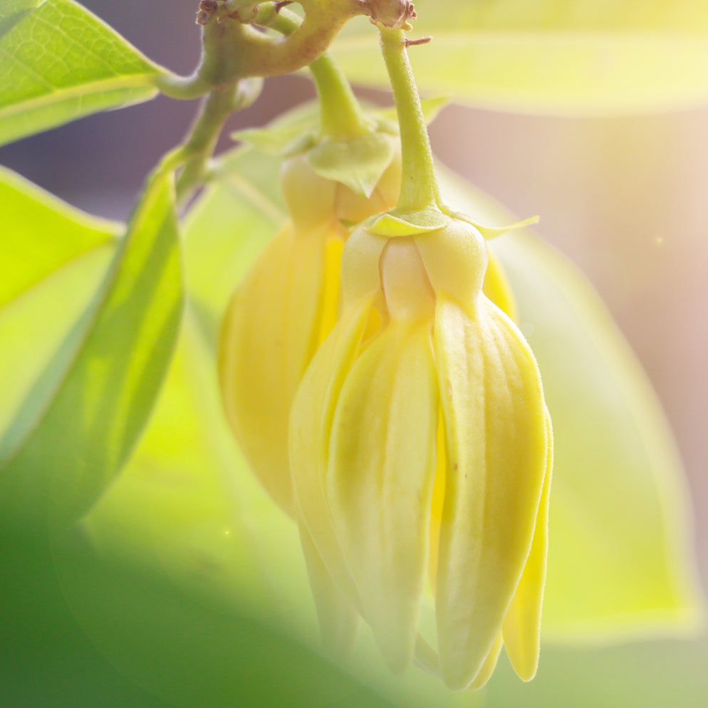 Ylang Ylang Oil