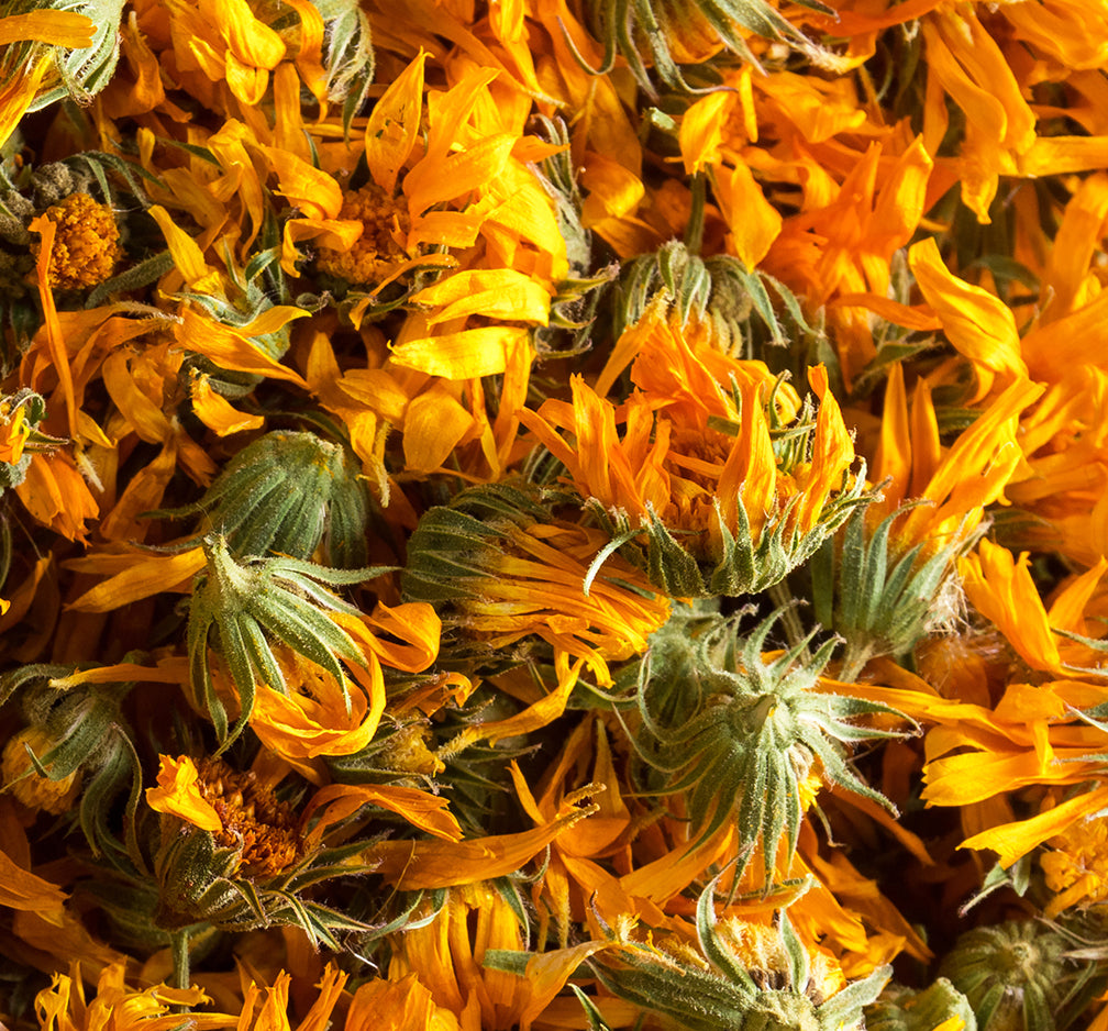 Calendula