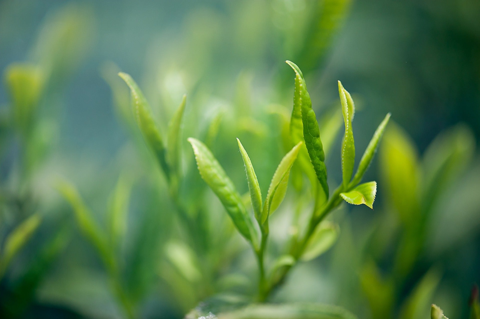 Tea Tree Oil