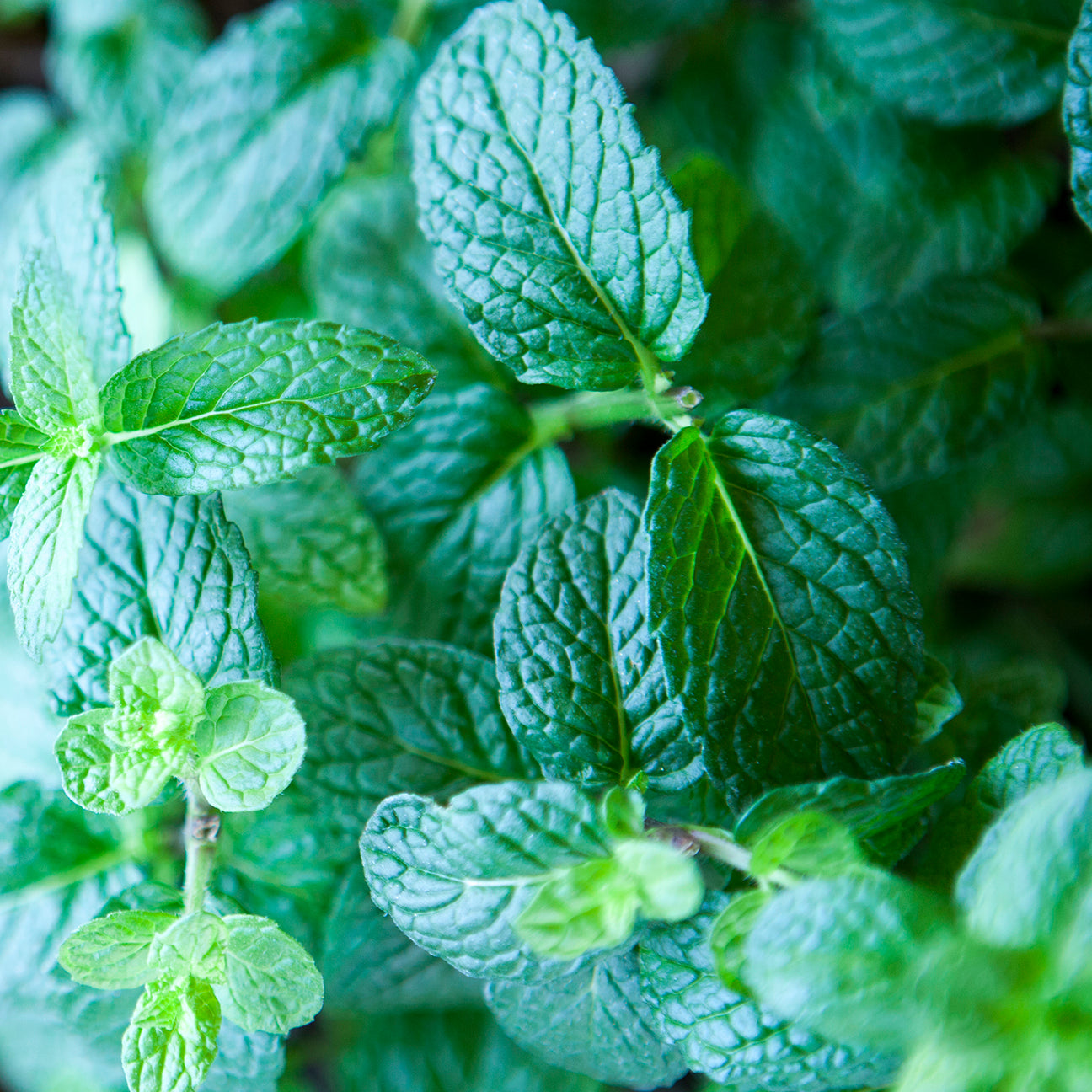 Aceite de Menta